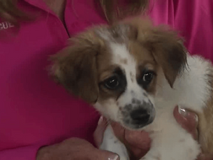 Flames to Florida: Big Dog Ranch saves displaced pups, seeks loving new homes