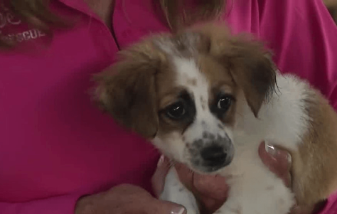Flames to Florida: Big Dog Ranch saves displaced pups, seeks loving new homes