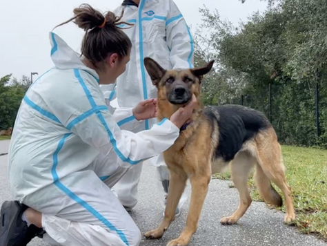 Big Dog Ranch Rescue saves 78 dogs displaced from California wildfires, Texas freezing temps