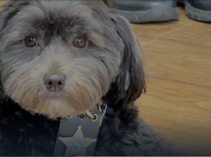Palm Beach County Sheriff's Office therapy dogs helped after 10-person Hatton Highway crash