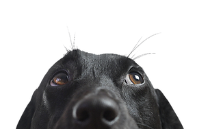 913019_1837f5d3252f46fa90be7ed179a8c37a~mv2.png