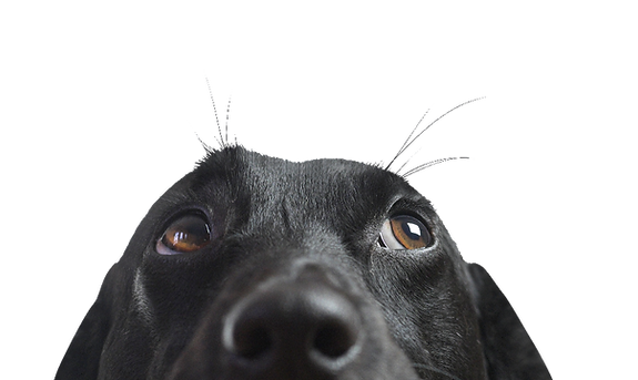 913019_1837f5d3252f46fa90be7ed179a8c37a~mv2.png