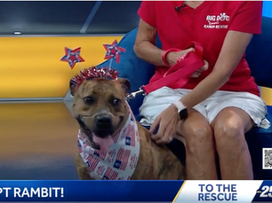 Dog once found with duct tape around his mouth now ready for adoption, organization says
