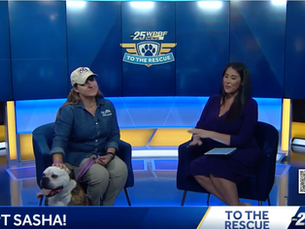 Big Dog Ranch Rescue seeking loving home for a 5-year-old American Bulldog