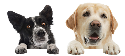 TOO MANY DOGS.png