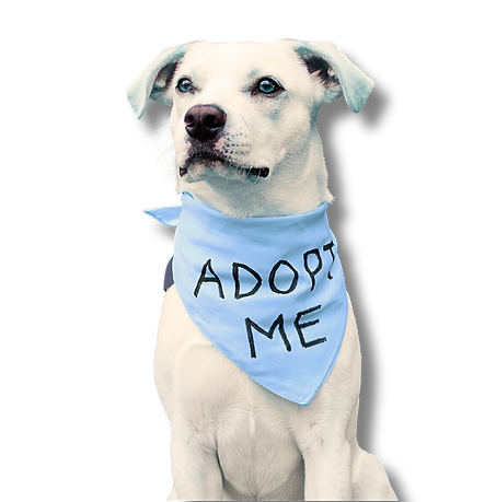ADOPT ME DOG.png
