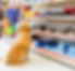 dog day out pet store.png