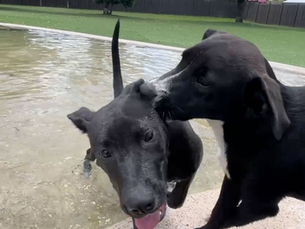 How Big Dog Ranch Rescue is highlighting the importance of adoption and fostering