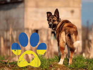 Ukraine Rescue Mission