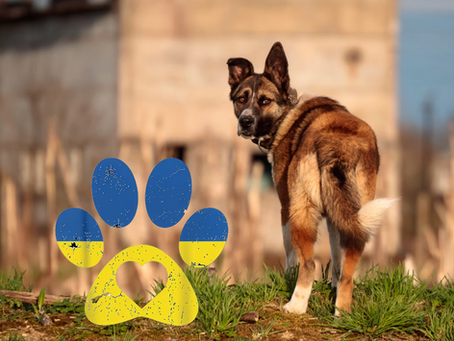 Ukraine Rescue Mission