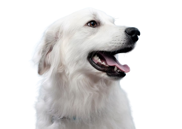 dog blog.png