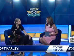 Karley is looking for her Forever Home