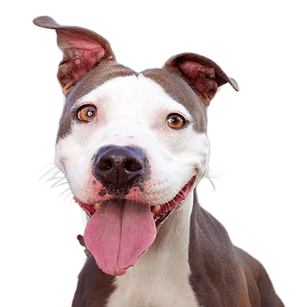 dog32 (1).png