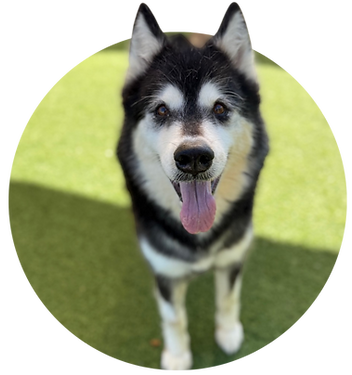 holly dog of month.png