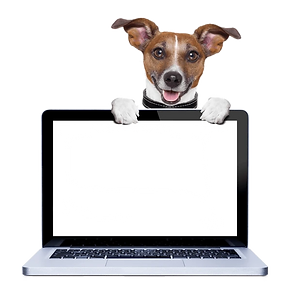 jack-russell-terrier-dog-behind-600nw-23