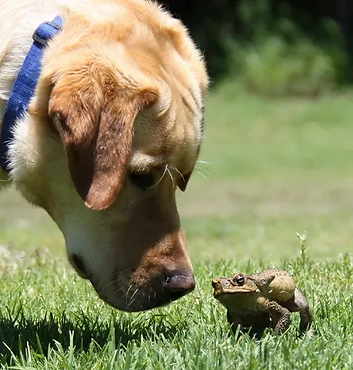mGGVusRS2a1RBzfdMqNA_detention_dogs.png