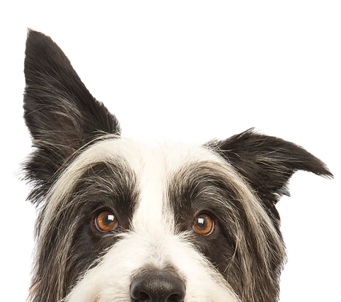 Peeping Dog_edited.png