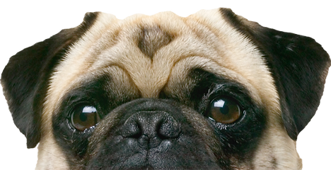 Peeping Pug_edited_edited_edited.png