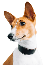 portrait-red-white-basenji-dog-isolated-